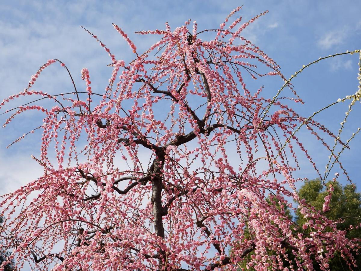 فيلا Japaning Senkyu كيوتو المظهر الخارجي الصورة